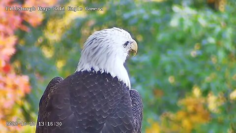 Hays Eagles V Closeup on the Nest Branch 10:20.23 13:14