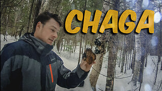 Chasse au Chaga et croiser le chemin d'un Lynx