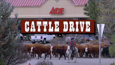 Carbondale Cattle Drive