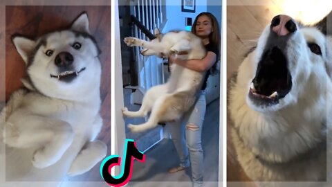 Ultimate Husky Compilation ~ Cute & Funny Huskies of TikTok!