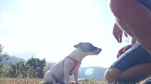 Jack Russel Terrier Playing Outdoor with Owner. Slow Motion