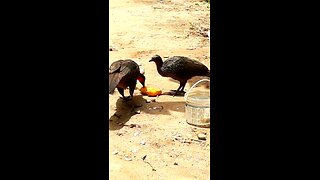 Jacu e sua família deliciando-se com mamões frescos na terra Jacuaçu, jacuguaçu, guans