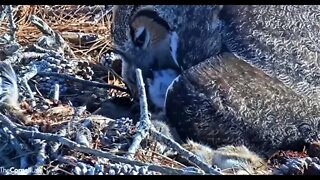 Owlet Feeding Close-up 🦉 2/23/22 16:22