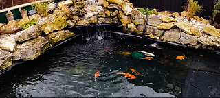 Visit to a Koi and pond shop