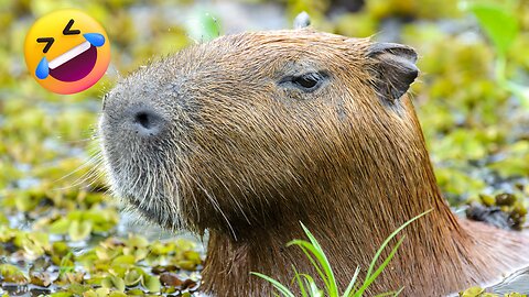 Baby Capybara Playing - CUTEST Compilation