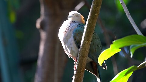 CatTV: Sulawesi Greeen Imperial pigeon @ San Diego Zoo