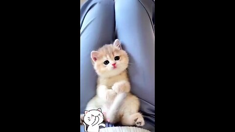 cute kitten,s 🥰😘