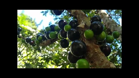 frutíferas produzindo em vaso framboesa figo carambola mel atemoia laranja tangerina acerola Okinawa