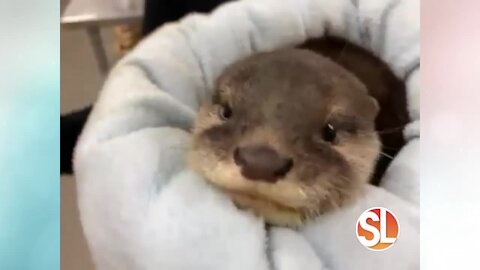 Kristy Morcom of Wildlife World Zoo & Aquarium educates us on otter pups