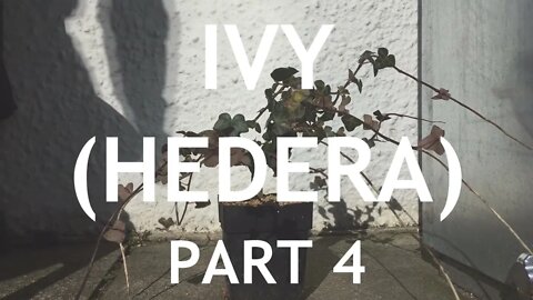 Ivy (Hedera) Bonsai, 4