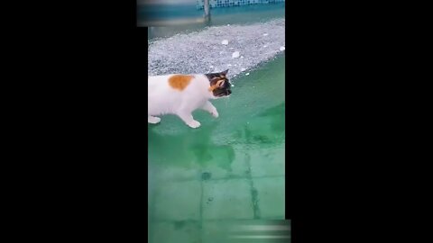 Cat videos-funny cats-cute cat videos-baby cat videos #12 | PAW Animals
