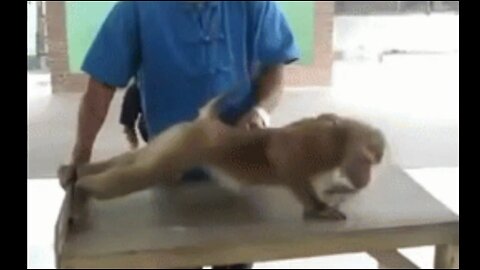 Monkey Funny video 😂
