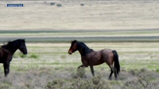 In-Depth: Wild horses that died in Cañon City facility spark emotional response