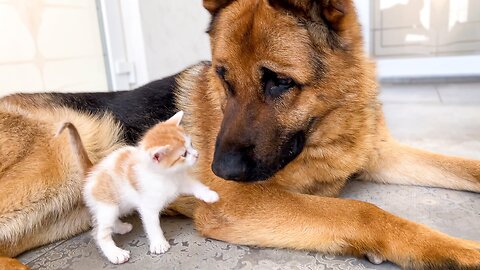 Adorable German Shepherd Confused by Tiny Kittens