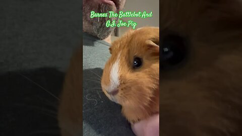 Barnes The Battlebot and G.I. Joe Pig #hexbugbattlebots #channel #guineapiggy #pets #hexbugvideos