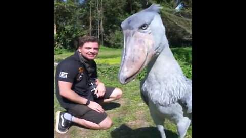 THIS IS THE SHOEBILL STORK!