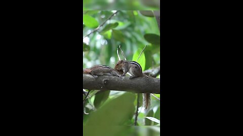 squirrel couple ❤️❤️❤️