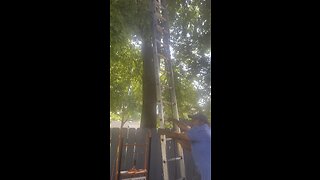 Wow, stand on Lader 50-60 foot ￼ heights ￼cutting tree ￼￼