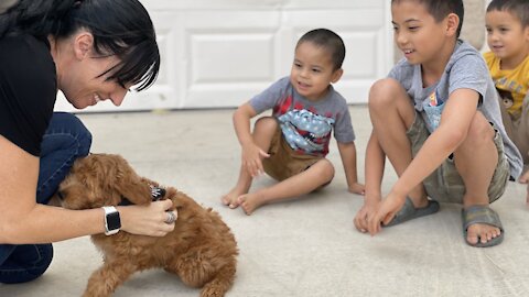 Las Vegas boy adopts a puppy 'Nemo' who shares his 'small ear'