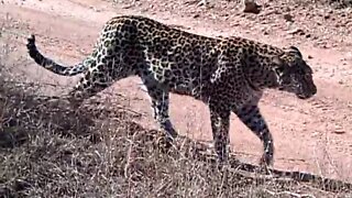 Leopard Roar!