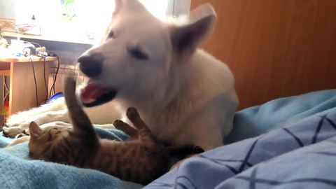 Precious playtime between dog and cat