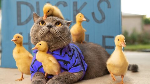 one DUCK bully the whole CATS