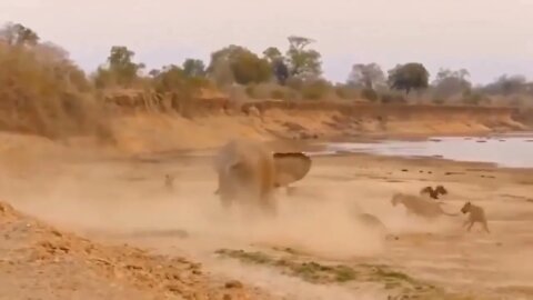 "Animal World 12" : The elephant beat up the lion and left the lion scarred