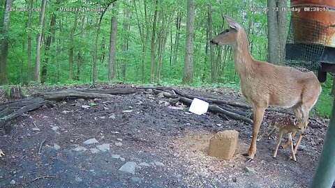 Bellas fawn nursing and getting a bath 5/23/22