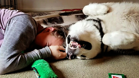 Malamute Scent Rubs On Nieces Hair