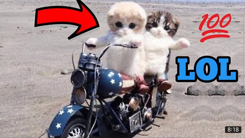 Funny Cats ✪ Cute and Baby Cats Videos Compilation(1080P_HD)