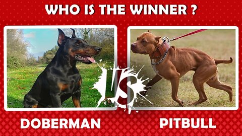 Pitbull vs Doberman/ How to make a dog aggresive with simple tricks