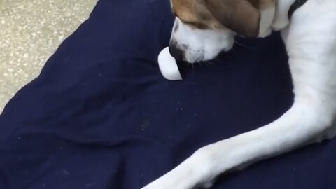 Frozen Plain Coconut Milk Dog Treat