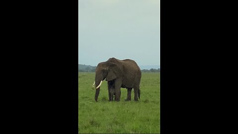 Mother elephant protects baby from Rain