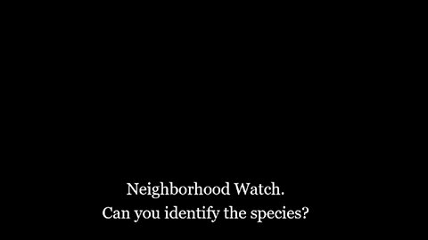 2023-08-04NeighborhoodWatch