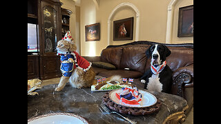 Funny Cat & Great Dane Sit Down To Bangers & Mash Coronation Celebration Meal