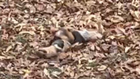 Taki Rolling in the Leaves