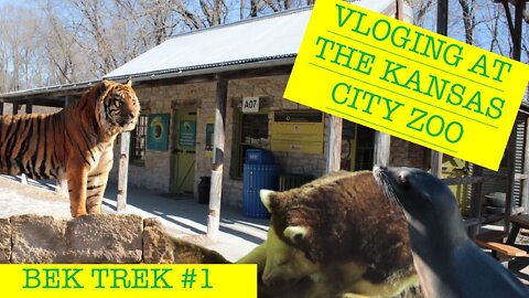 Sea Lion Show And A Traditional Chinese Lion Dance At The Kansas City Zoo! | BEC Trek Episode 1