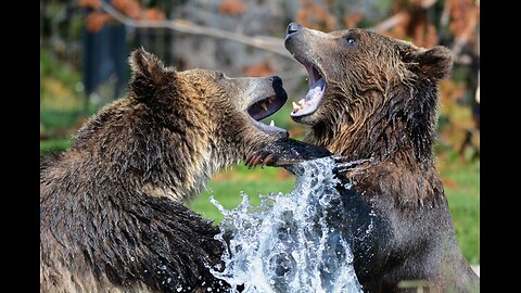 10 Fun Facts About Bears You Should Know