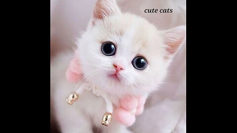 Cute cats