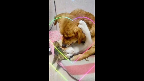 Cat and Dog Love: A Heartwarming Tale of Feline and Canine Love