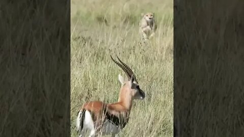 Cheetah Successfully Hunts A Gazelle #shorts #giveityourbestshort
