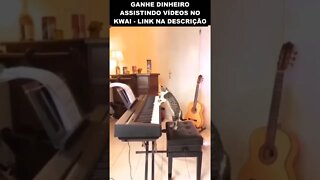 gato tocando piano 😮😮😮