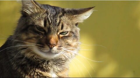 "Adorable Cat Compilation: Paws and Playful Moments 🐾"