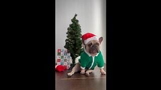 Ladies, Santa Claus Is Kidnapping Me! | Mochi The French Bulldog