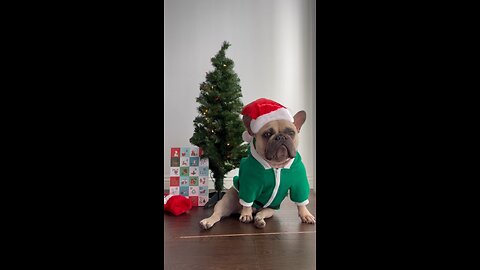 Ladies, Santa Claus Is Kidnapping Me! | Mochi The French Bulldog