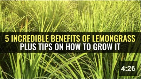 5 Incredible benefits of lemongrass plus tips on how to grow it