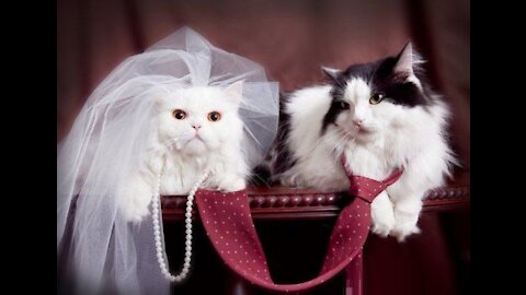 Before and After marriage Funny cats whatsapp status