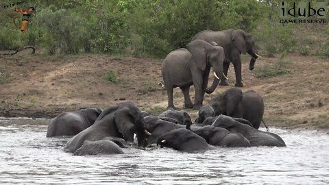 Swimming Elephant Herd