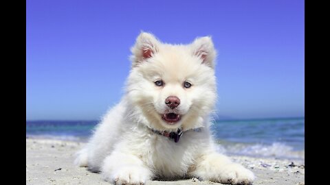 A dog on the seaside