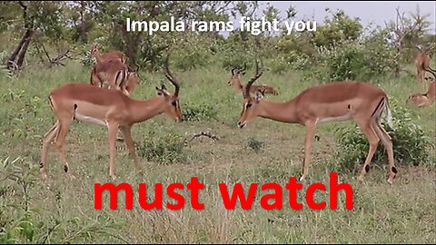 Impala Rams Fighting Free Animal Videos